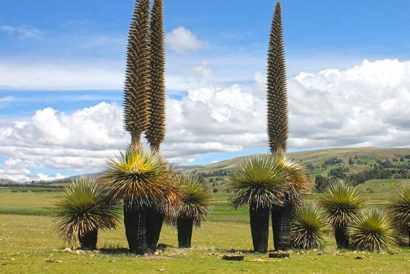 from-ayacucho-tour-to-vilcashuaman-the-inca-route