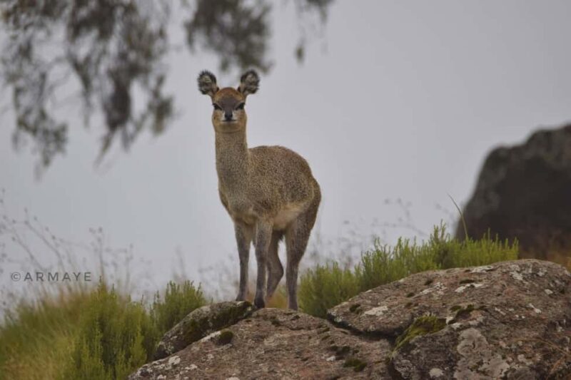 From Bale Mountains: 6-Day Guided Trekking Adventure - Key Points