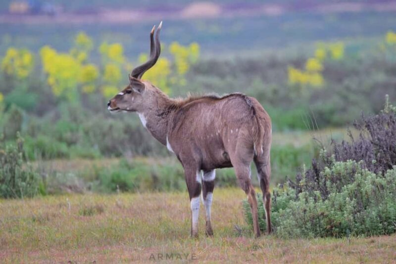 From Bale Mountains: 6-Day Guided Trekking Adventure - Exploring the Bale Mountains: A Landscape of Contrasts