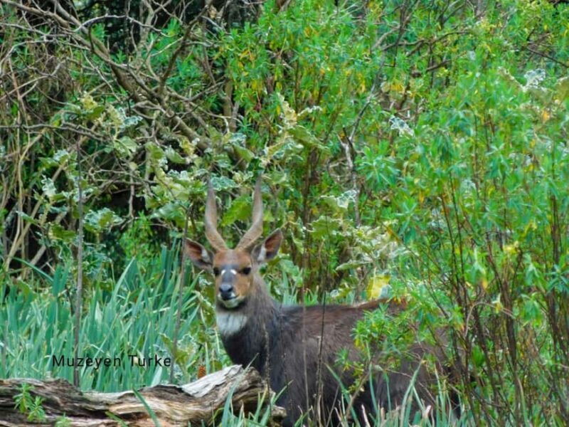 From Bale Mountains: 6-Day Guided Trekking Adventure - What’s Included and Whats Not
