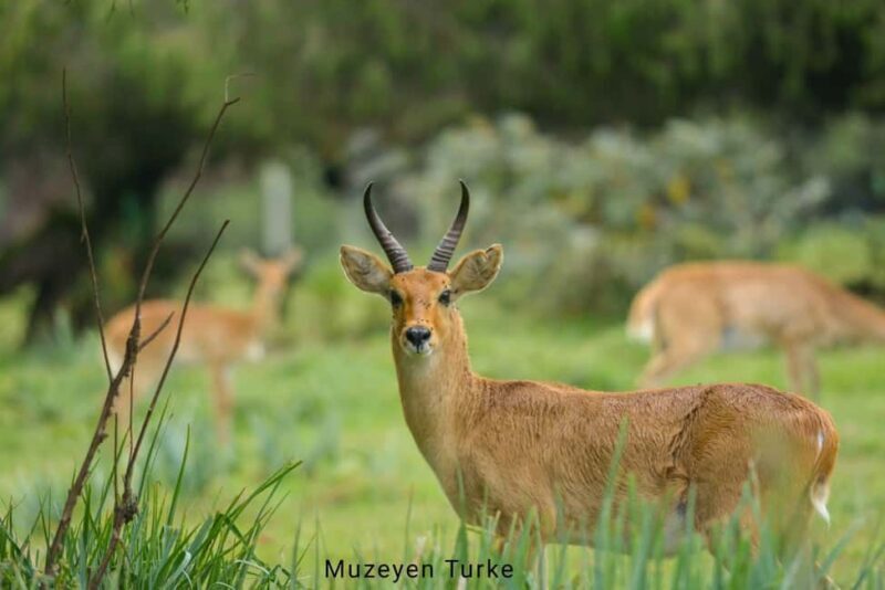 From Bale Mountains: 6-Day Guided Trekking Adventure - Final Thoughts