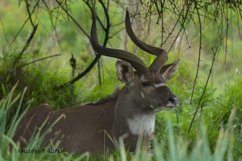 From Bale Mountains: 6-Day Guided Trekking Adventure - FAQ