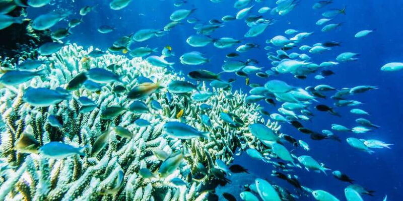 from-bali-3-snorkeling-spots-tour-to-lembongan-and-penida