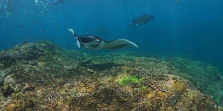 from-bali-3-snorkeling-spots-tour-to-lembongan-and-penida