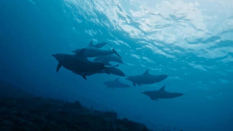 From Bali: Beginner Scuba Diving to Nusa Penida & Lembongan - What to Expect from the Bali Beginner Scuba Tour