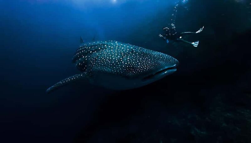 From Bali: Beginner Scuba Diving to Nusa Penida & Lembongan - Final Thoughts: Who Is This Tour Perfect For?