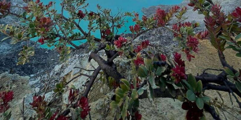 from-bali-mount-ijen-blue-fire-volcano-tour