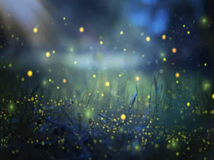 from-bali-night-fireflies-tour-balinese-cultures-insights