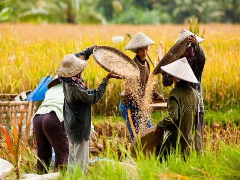 from-bali-night-fireflies-tour-balinese-cultures-insights