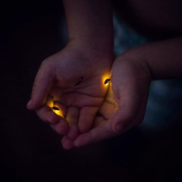 from-bali-night-fireflies-tour-balinese-cultures-insights