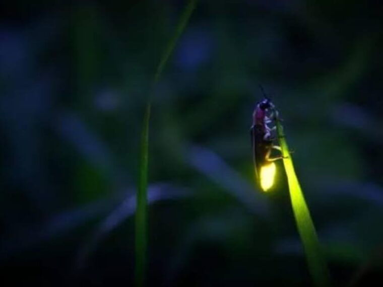 from-bali-night-fireflies-tour-balinese-cultures-insights