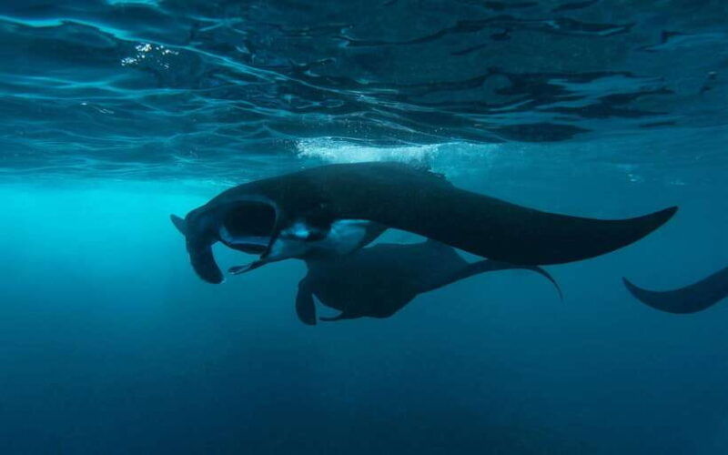 from-bali-nusa-penida-private-snorkeling-tour-with-lunch