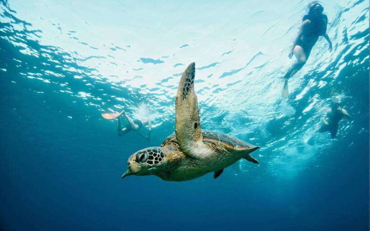 from-bali-nusa-penida-private-snorkeling-tour-with-lunch