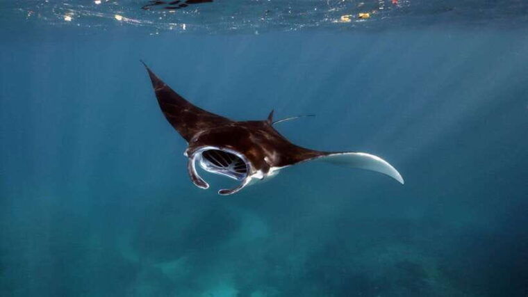 from-bali-snorkeling-at-manta-point-nusa-penida-land-tour