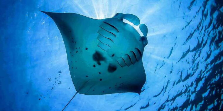 from-bali-swim-with-manta-rays-in-nusa-penida