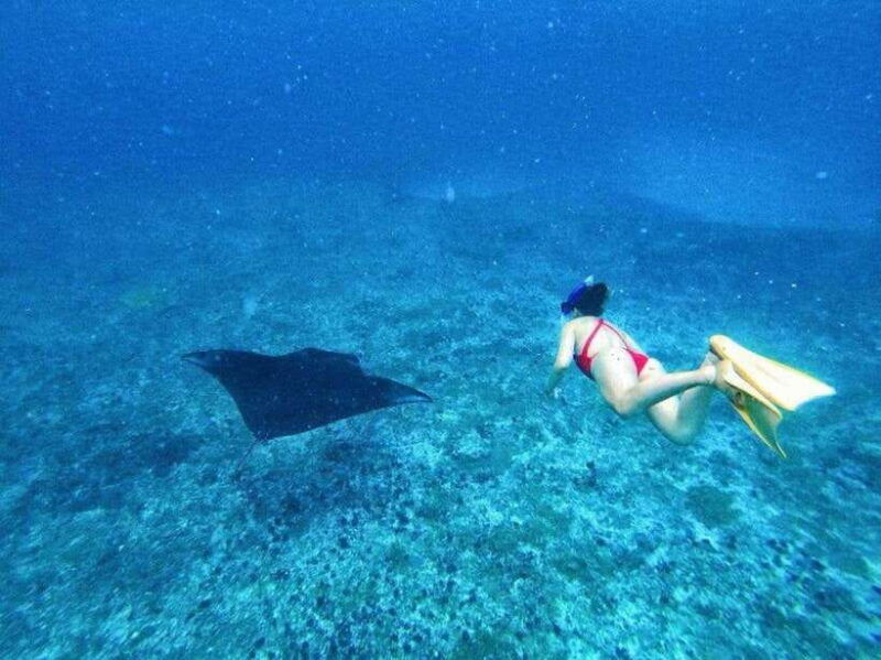 from-bali-swim-with-manta-t-rex-beach-all-inclusive-tour