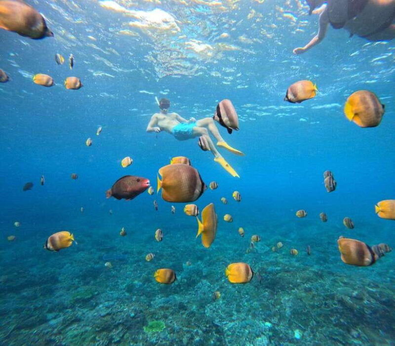 from-bali-swim-with-manta-t-rex-beach-all-inclusive-tour