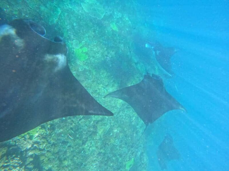 From Bali to Nusa Penida and Snorkel with Manta Ray + Lunch - Why This Tour Is a Great Choice