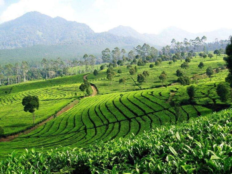 from-bandung-tea-plantation-and-botanical-garden-tour
