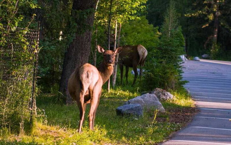 from-banff-canmore-banff-national-park-guided-day-tour