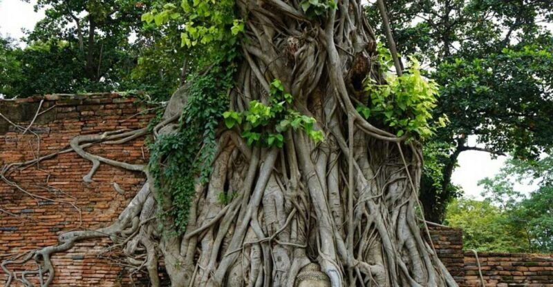 from-bangkok-ayutthaya-khao-yai-national-park-day-trip