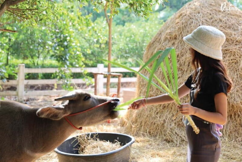 From Bangkok: Don Wai Market, Wat Samphran & Lotus Café Tour - Reviewing the Experience