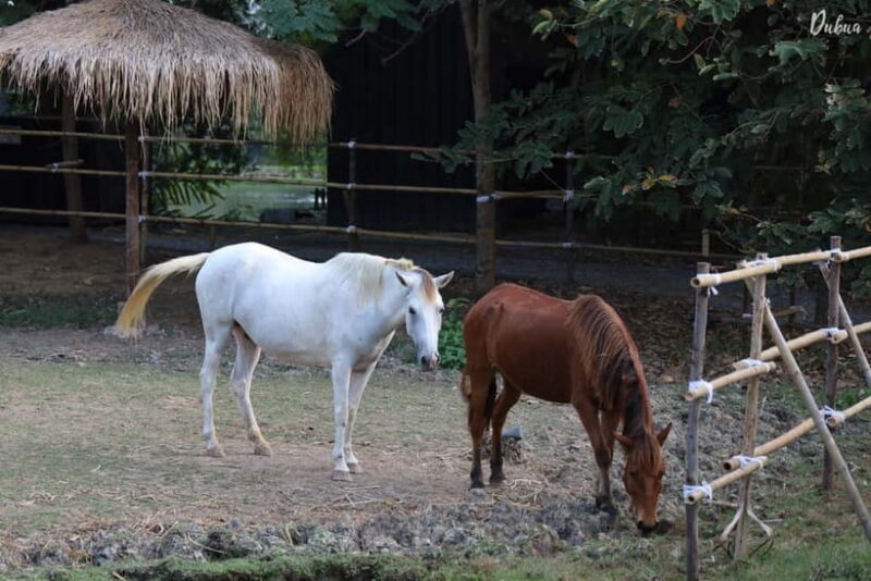 From Bangkok: Don Wai Market, Wat Samphran & Lotus Café Tour - FAQs