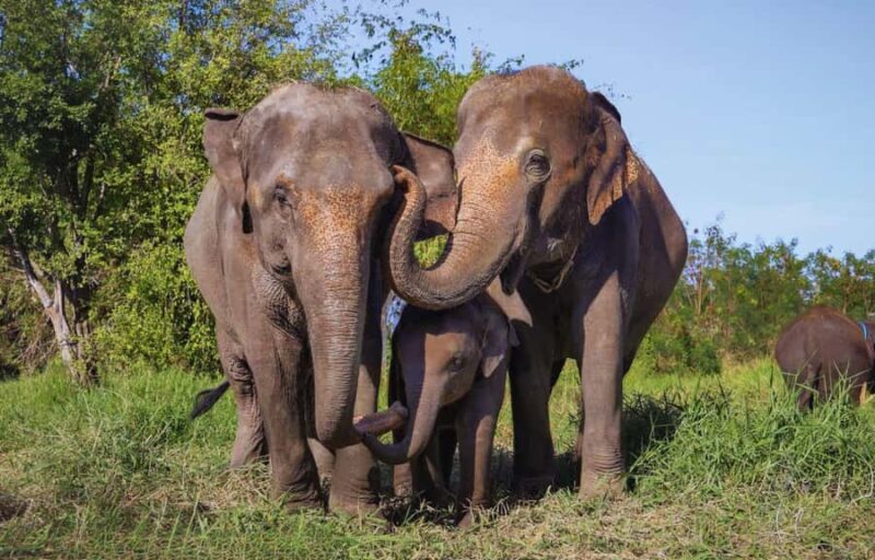 From Bangkok: Elephant Park Tour with Feeding & Mud Spa - A Thoughtful Day with Elephants: Bangkok Elephant Park Tour Review