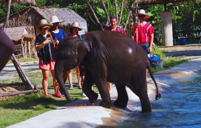 From Bangkok: Elephant Park Tour with Feeding & Mud Spa - Final Thoughts