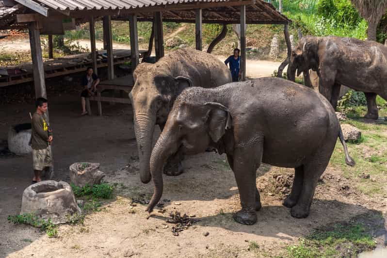 from-bangkok-elephant-sanctuary-and-kanchanaburi-tour