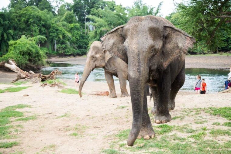 from-bangkok-elephantsworld-kanchanaburi-2-day-experience