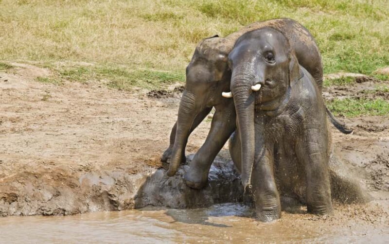 From Bangkok: Erawan Park & Elephant Feeding Private Tour - Authentic Insights from Reviewers