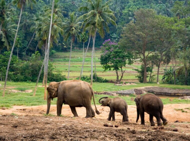 from-bangkok-erawan-park-elephant-feeding-private-tour