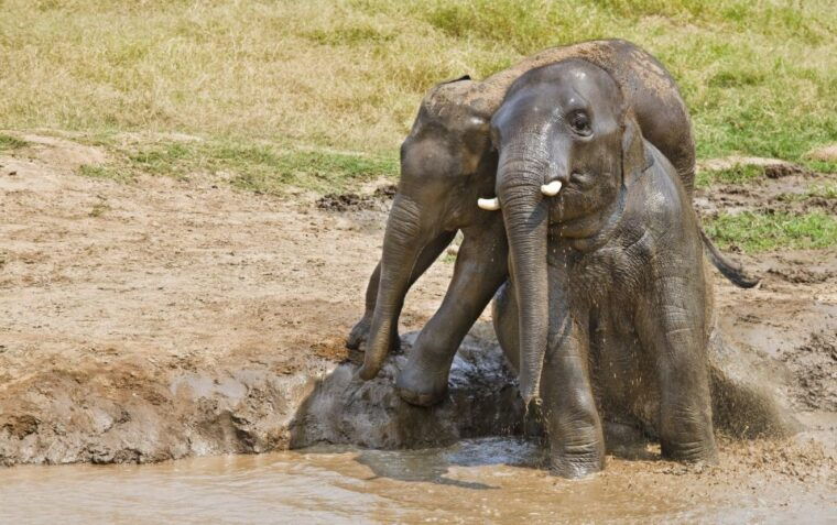 from-bangkok-erawan-park-elephant-feeding-private-tour