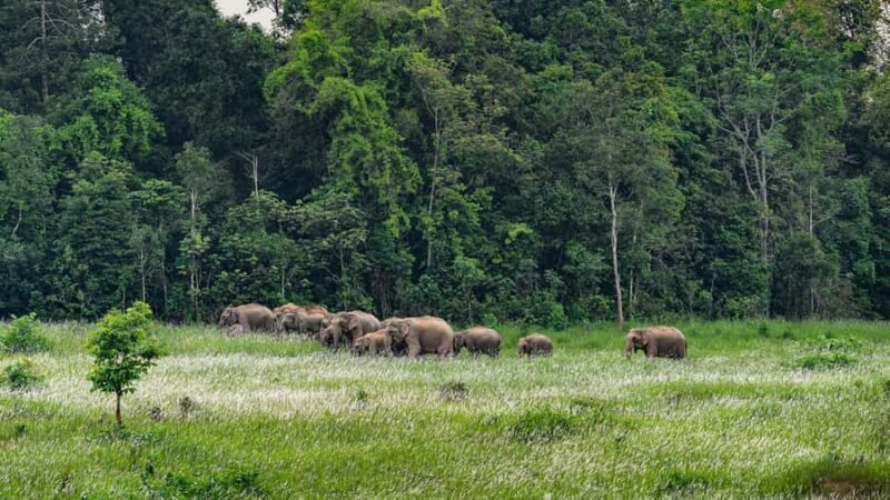 From Bangkok: Khao Yai Full-Day Sightseeing and Trekking - FAQ