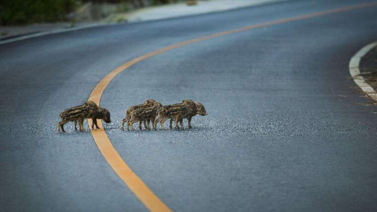 from-bangkok-khao-yai-full-day-sightseeing-and-trekking