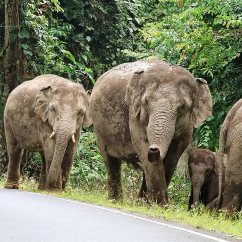 From Bangkok: Khao Yai National Park Day Trip - Exploring the Itinerary