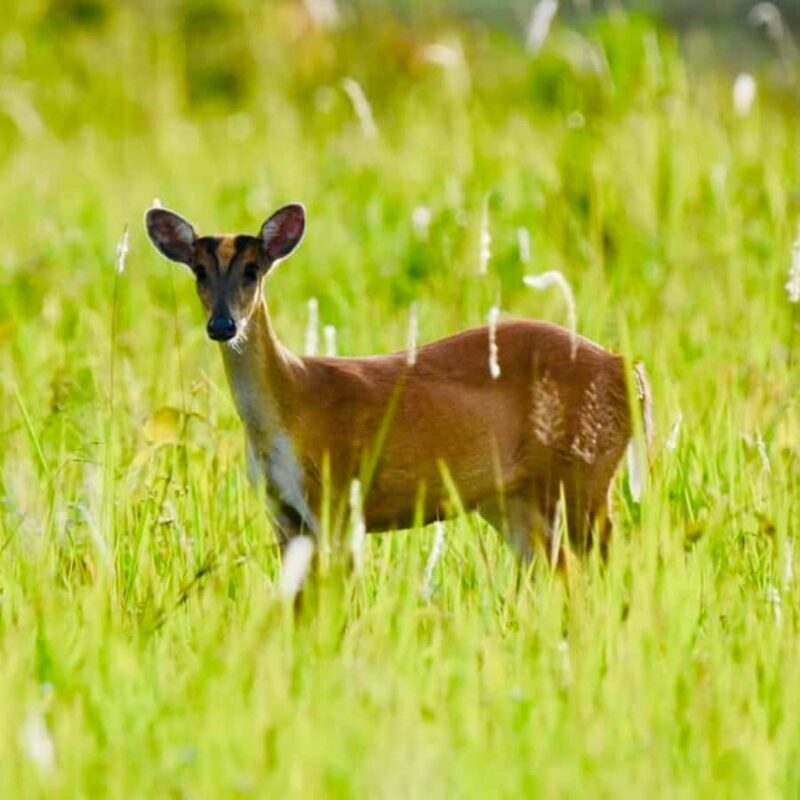 From Bangkok: Khao Yai National Park Day Trip - Who Is This Tour Best For?