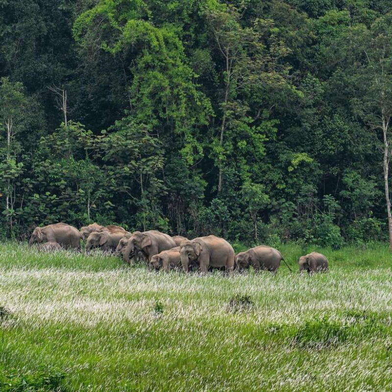 from-bangkok-khao-yai-national-park-day-trip