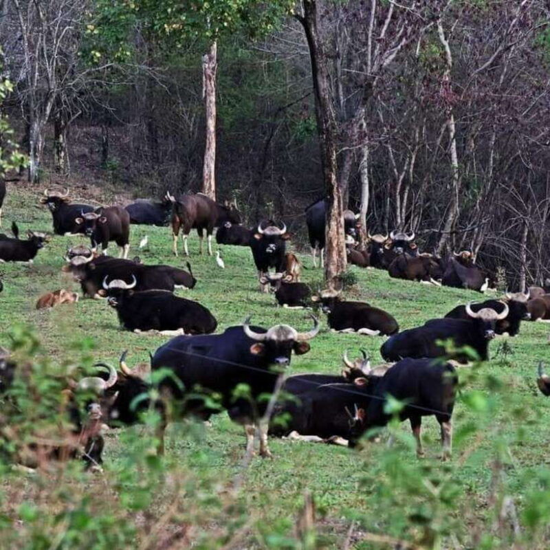 from-bangkok-khao-yai-national-park-day-trip