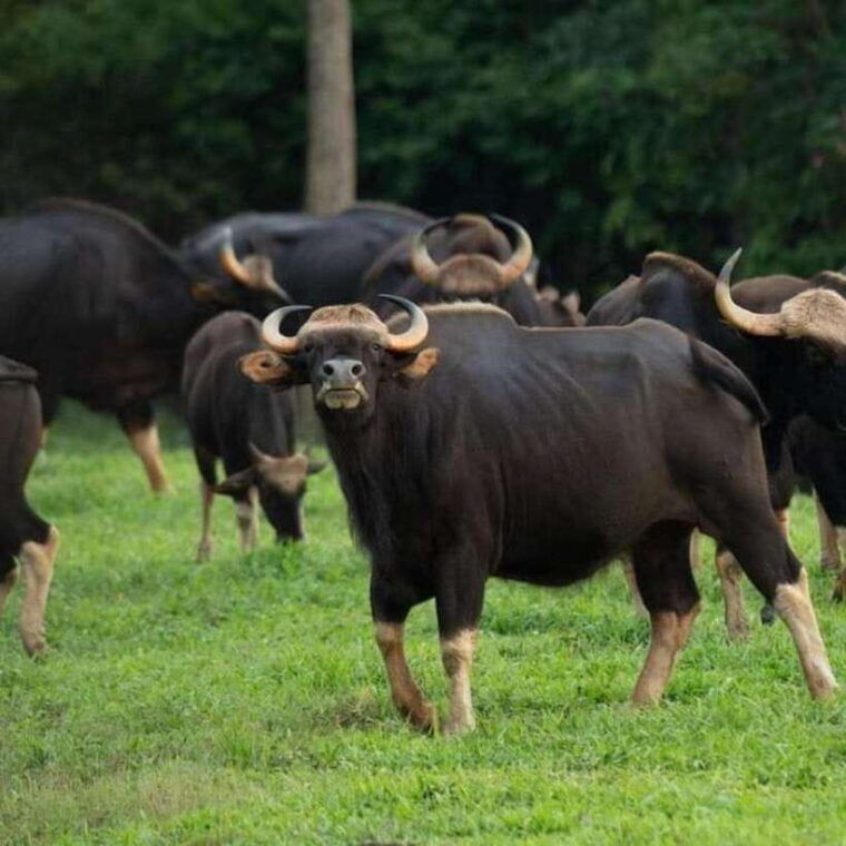 from-bangkok-khao-yai-national-park-day-trip