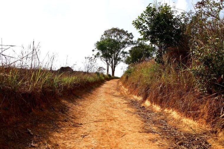 from-bangkok-khao-yai-national-park-small-group-day-trip