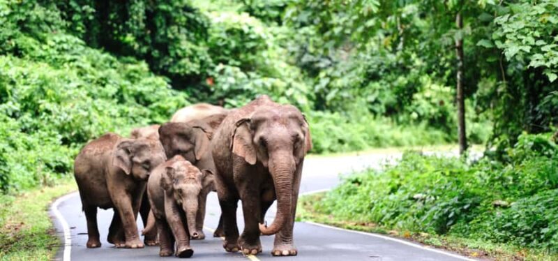 From Bangkok: Khao Yai Private Charter with Multiple Options - Why Choose This Private Khao Yai Tour?