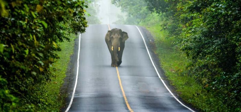 From Bangkok: Khao Yai Private Charter with Multiple Options - Transportation & Flexibility