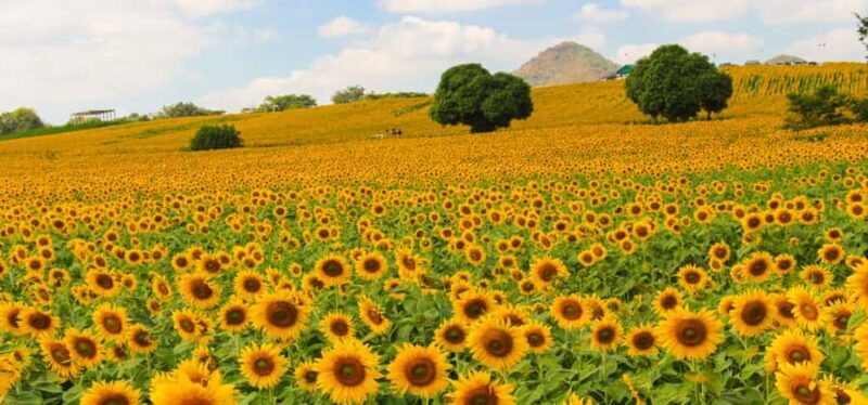 From Bangkok: Khao Yai Private Charter with Multiple Options - Pricing & Value