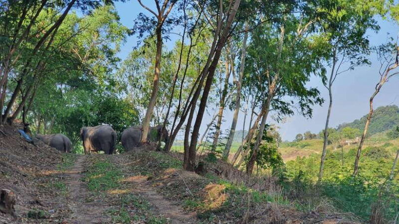 from-bangkok-living-green-elephant-sanctuary-day-trip