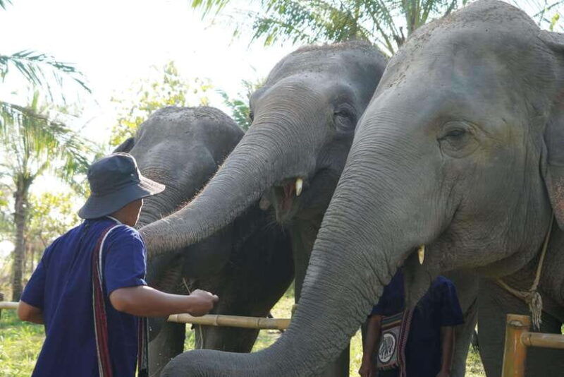 from-bangkok-living-green-elephant-sanctuary-day-trip