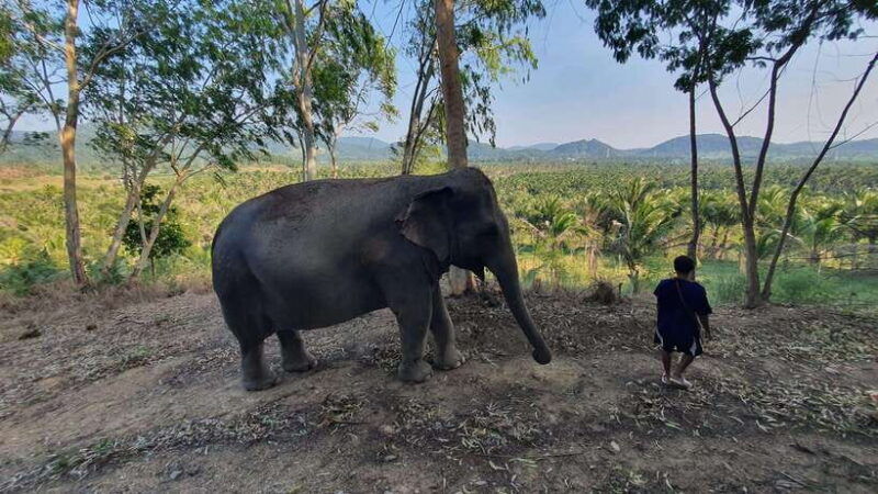 from-bangkok-living-green-elephant-sanctuary-day-trip