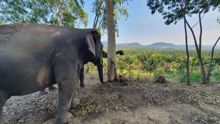 from-bangkok-living-green-elephant-sanctuary-day-trip
