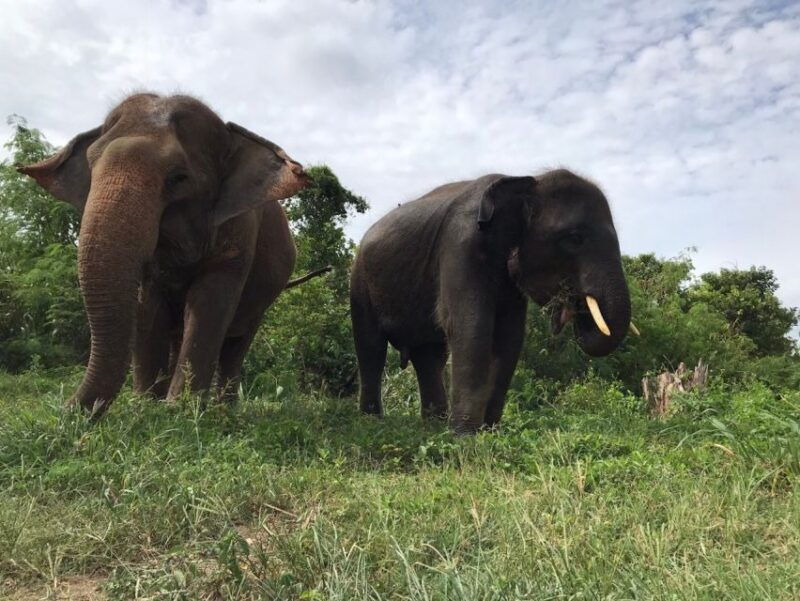 from-bangkok-pattaya-ethical-elephant-sanctuary-day-trip